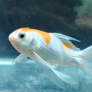 Magnifique Poisson  orange  et blanc nacré