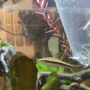 Donne grand poisson urgent