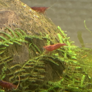 Lot De 10 Crevettes Plusieurs Couleurs Neocaridina