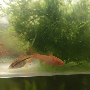 Barbus cerise classique et albinos