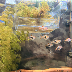 10 Rasboras Arlequins