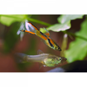 Guppy endler.