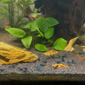 Crevette neocaridina davidi blue