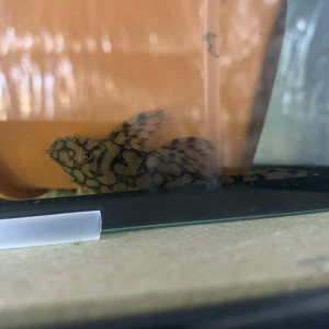 Ancistrus L519 Honeycomb