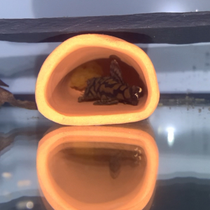 Ancistrus L519 Honeycomb