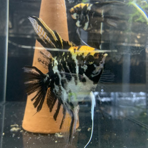 Scalaires marbré Koi