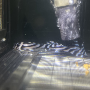 Hypancistrus Zebra