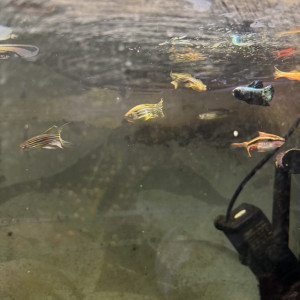 Échange danio rerio, guppy et barbus