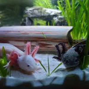 Je recherche un axolotl ( URGENT! )