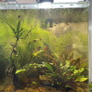 Femelle gourami chuna