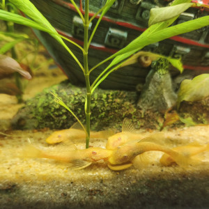Jeune Ancistrus dolichopterus gold.