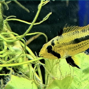 Femelles Apistogramma cacatuoides