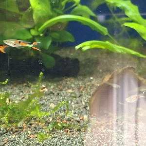 Guppy endler red scarlett et endler classiques