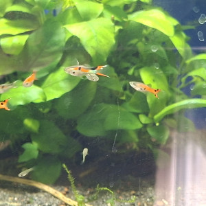 Guppy endler red scarlett et endler classiques