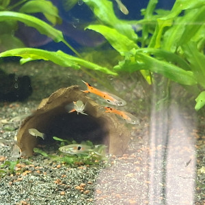Guppy endler red scarlett et endler classiques