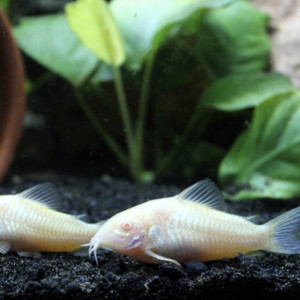 Donne 2 corydoras albinos