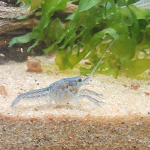 ecrevisse juvenille  procambarus  alleni de floride  bleue
