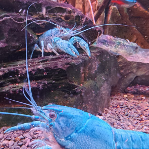 ecrevisse juvenille  procambarus  alleni de floride  bleue