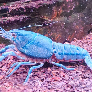 ecrevisse juvenille  procambarus  alleni de floride  bleue