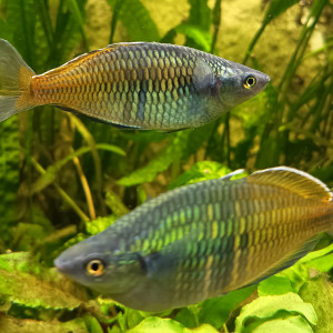 Couple de Mélanotaenia