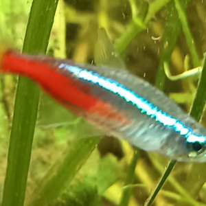 Échange néon cardinalis