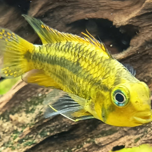 Échange contre Apistogramma agassizii