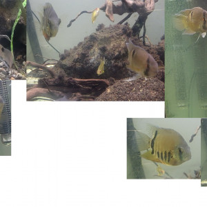 Donne lot de 5 poissons 7 cm