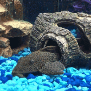 Pleco