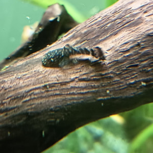 Ancistrus sp. juvénile