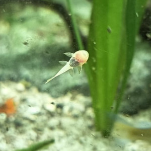 Ancistrus gold juvénile