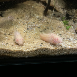 Deux Corydoras albinos