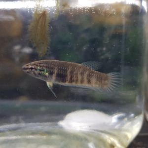 Femelle BETTA SAUVAGES