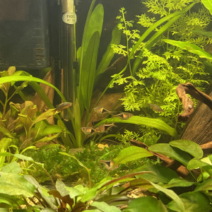 5 Rasbora Arlequin