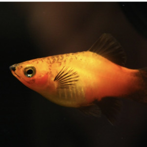 Donne guppys et plates environ 12