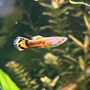 Guppy (Alevins, Jeunes et Adultes, Mâles / Femelles)
