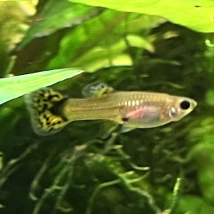Guppy (Alevins, Jeunes et Adultes, Mâles / Femelles)