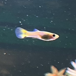 Guppy (Alevins, Jeunes et Adultes, Mâles / Femelles)