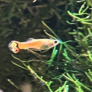 Guppy (Alevins, Jeunes et Adultes, Mâles / Femelles)