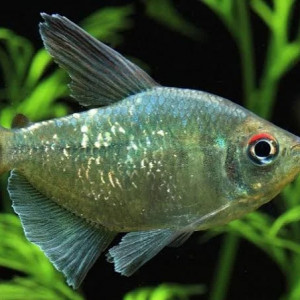 Tétra Diamant - Moenkhausia pittieri - 4 à 5 cm