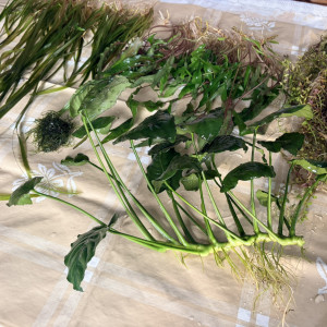 Plantes : Rotala Red, Anubia Nana, Cryptocoryne Wendtii, Valisneria, Mousse de Java