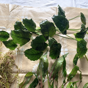 Plantes : Rotala Red, Anubia Nana, Cryptocoryne Wendtii, Valisneria, Mousse de Java