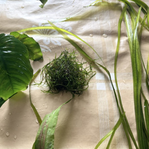 Plantes : Rotala Red, Anubia Nana, Cryptocoryne Wendtii, Valisneria, Mousse de Java