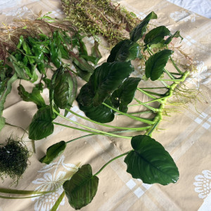 Plantes : Rotala Red, Anubia Nana, Cryptocoryne Wendtii, Valisneria, Mousse de Java