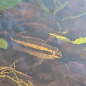 Pelvicachromis pulcher