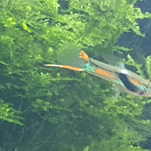 Poecilia wingei endler