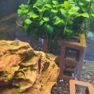 Caridina Sulawesi Dennerli