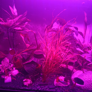 Don de bébés molly