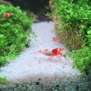 Caridina "Red Crystal"