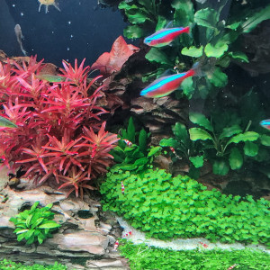 Caridina "Red Crystal"