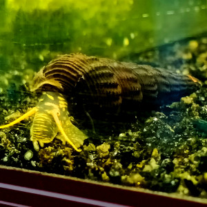 Escargot tylomelania yellow spotted
